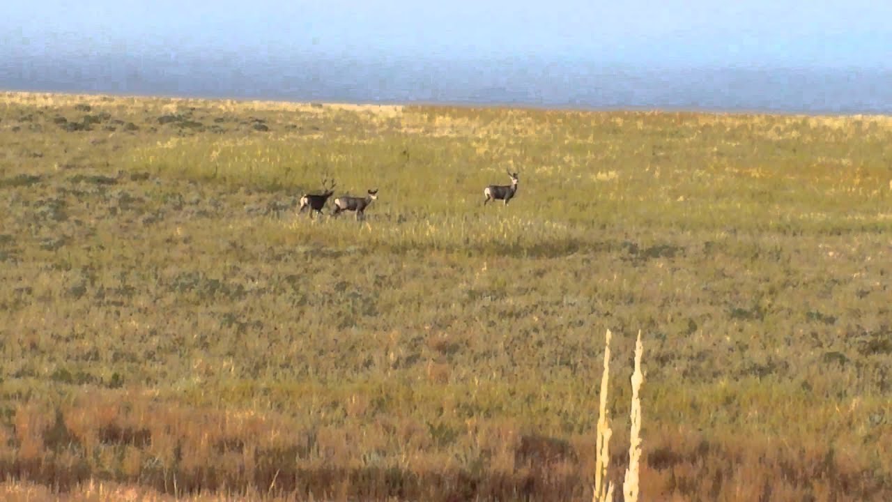 Mule deer South Dakota 2015 YouTube