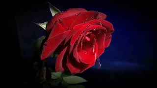 Красные Розы В Стеклянной Вазе (Полная Версия) - Miyagi, Шатунов, Михаил Круг