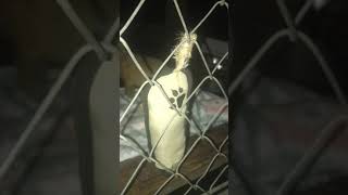 Black Heart Kennel Family Tree Goes On