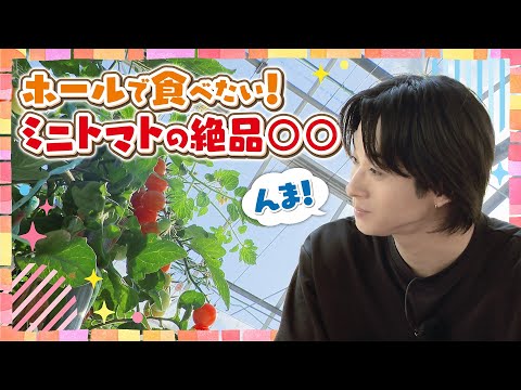 [Annual production volume: 10 tons] Sawaka enjoys exquisite sweets made with local cherry tomatoes