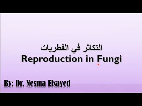 التكاثر في الفطريات (الجزء الثاني): التكاثر الجنسي Sexual reproduction in fungi