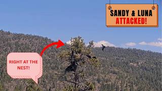 2 RAVENS ATTACKED SANDY & LUNA! 😱 Jackie's HEART-STOPPING Defense! | Big Bear Eagles 2026