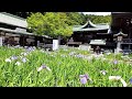 1700年前からある古事記に出てくる神社。菖蒲が美しく咲き乱れる。黄金の屋根や光の道で有名な宮地嶽神社。insta 360 GO3で撮影。福岡 観光 旅行 金運 定番 パワースポット