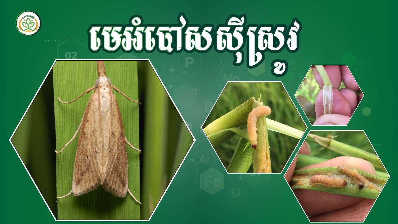 សត្វល្អិតដែលបំផ្លាញដំណាំស្រូវ 