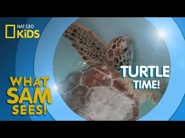 Turtle Time! | What Sam Sees class=
