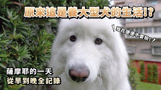 『原來這是養大型犬的生活!?』薩摩耶的一天從早到晚全記錄(薩摩耶多比Dobby is free)