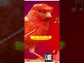 Canário Belga PROFESSOR do CANTO CAMPAINHA   AULAS de CANTO que Impressiona! 🥇🐦ESQUENTE 🔥seu Caná