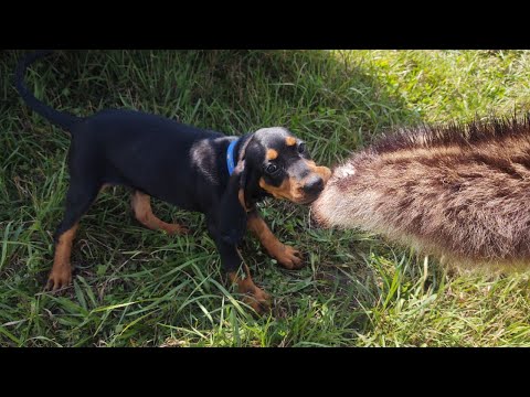 Videó: Bluetick Coonhound