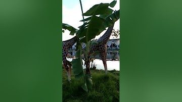 đắp hươu nai đẳng cấp,con hươu Cao cổ đẹp, đắp vẽ đẹp, đắp động vật đẹp.