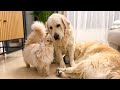 Funny golden retrievers and cats compilation