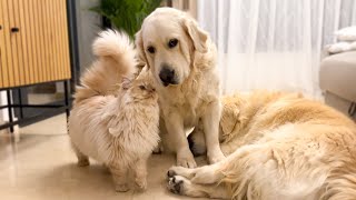 Funny Golden Retrievers and Cats Compilation