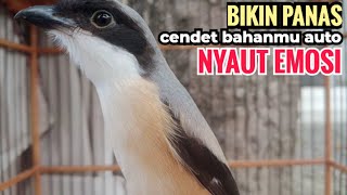 Suara Pancingan Khusus Cendet Bahan Toet toet Bongkar Isian Biangnya Bikin Cendet Lain Nyaut Emosi