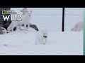 Arctic fox in norway  wild nordic