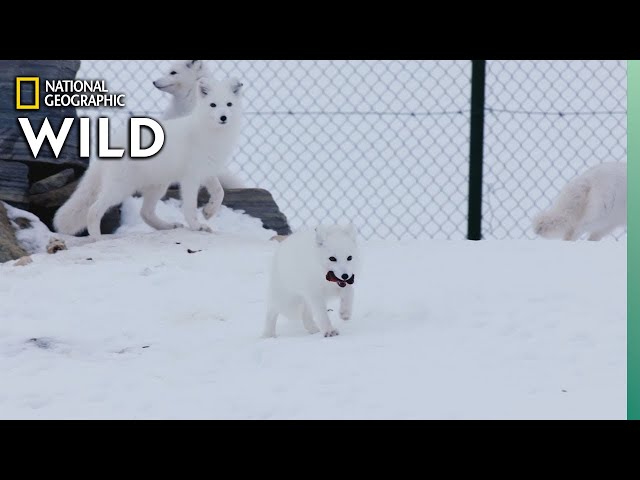 Nat Geo - Wild Arctic Foxes