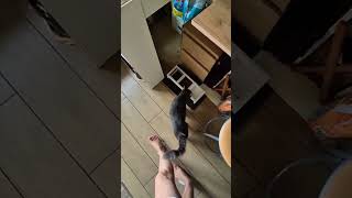 доброе утро! #кот #коты #котик #юмор #cat #catvideos #cats #catshorts