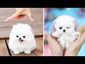 😍Cute Puppies Doing Funny Things 2020 😍 #9 Cute Animals