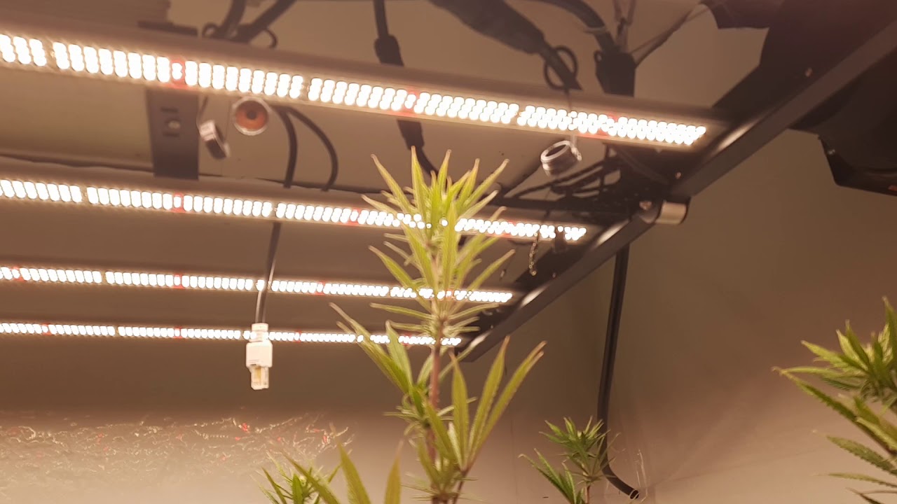 week 3 of flower spider mite damage