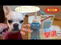 【観覧注意】愛犬に見守られながら鼻うがい（ちゅーむぎ＃１００）