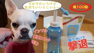 【観覧注意】愛犬に見守られながら鼻うがい（ちゅーむぎ＃１００）