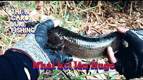câu lure câu rê cá lóc bằng mồi giả nhái hơi đụng Hugo phút bù giờ