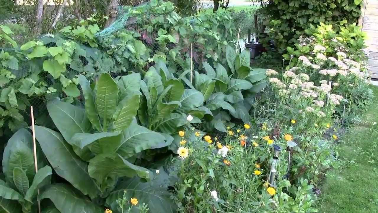 Grow your own tobacco YouTube