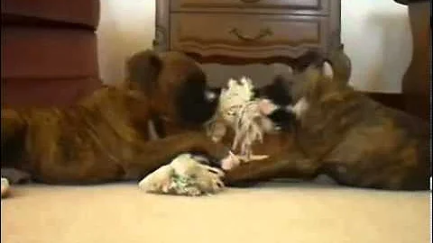 AKC Boxer Female "Macie" Champion Lines & Video!