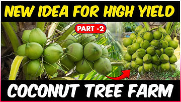 Grow Coconut Tree For More/High Yield | How To Treat, Prevent Diseases In Coconut Tree - Part 2