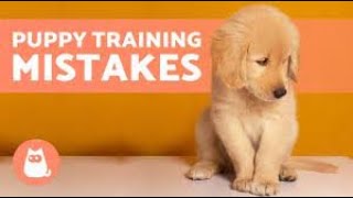 The Top 5 Puppy Training Mistakes: A Comprehensive Guide to Successful Training