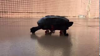 Turtle running fast~~~~