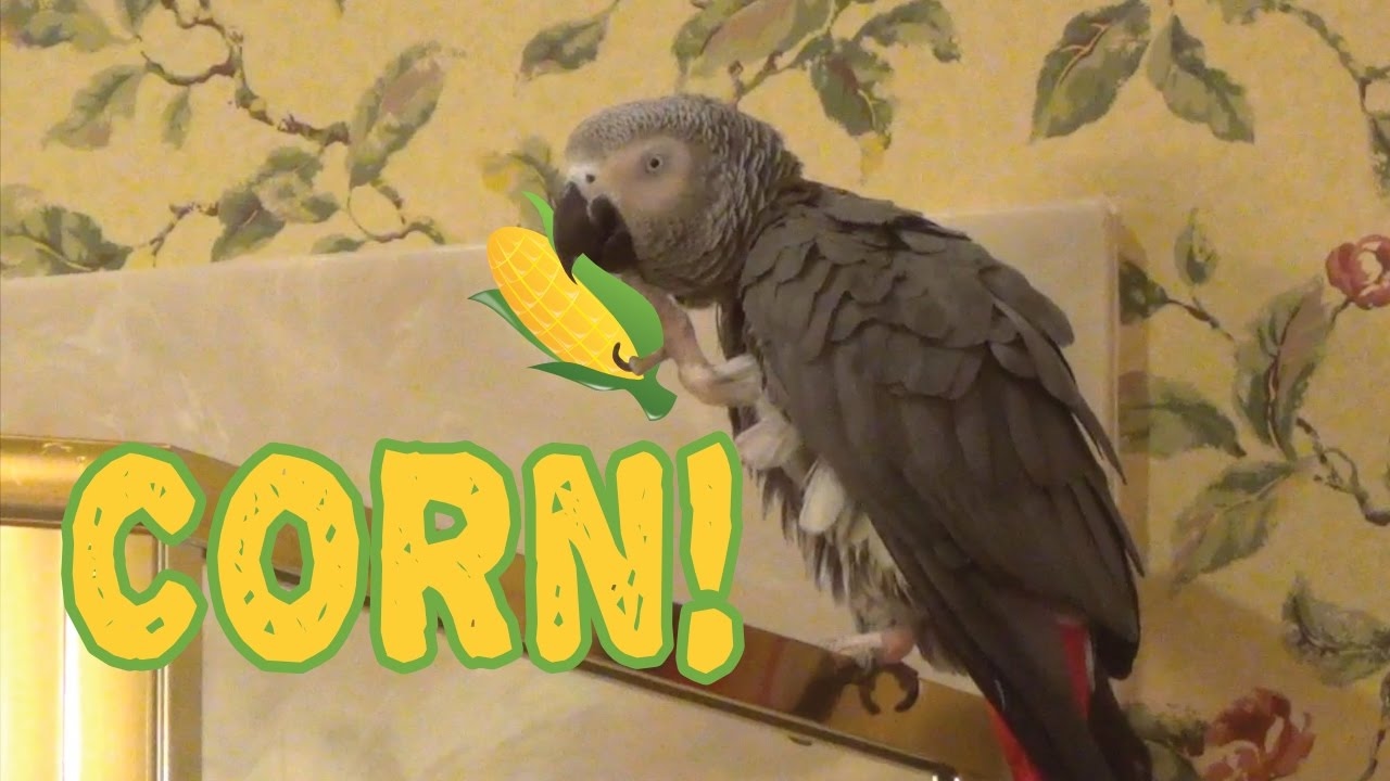 A reminder from Einstein The Parrot "Eat Your Corn!" YouTube