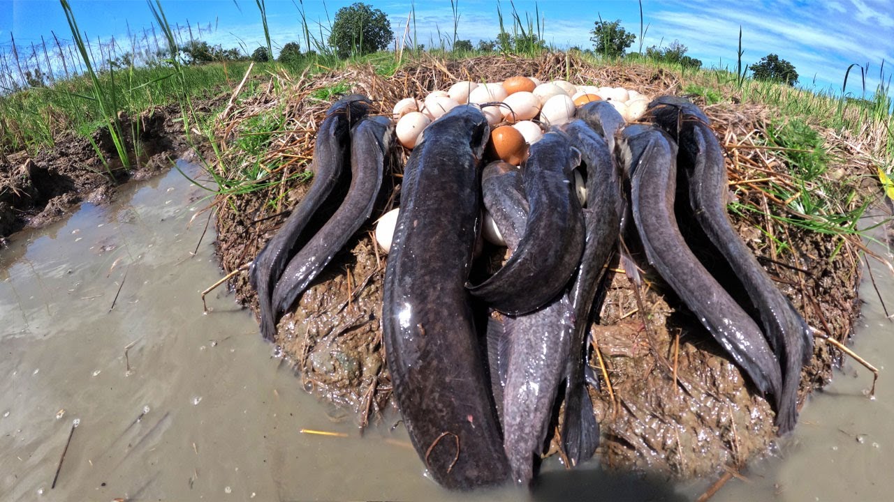 Best hand fishing - skills man catch a lot of fish and pick duck eggs in rice field near village