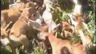 Amazing || Babi banyak || Penghuni hutan ini berhamburan keluar||Berburu babi di bukit Kilah