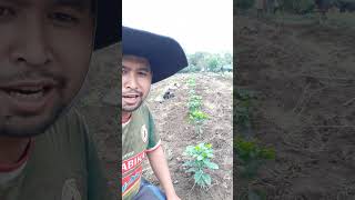 Coffee plant trial using hedge planting system #erwin_dianto #kopigayo #organiccoffee