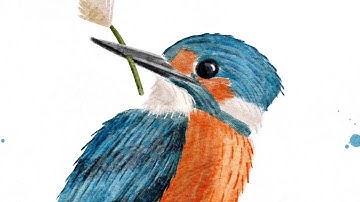 Handdrawn birds in procreate, from refference to stylized by Brenda Bakker