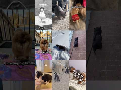 These pets were born to boogie 🐾🪩