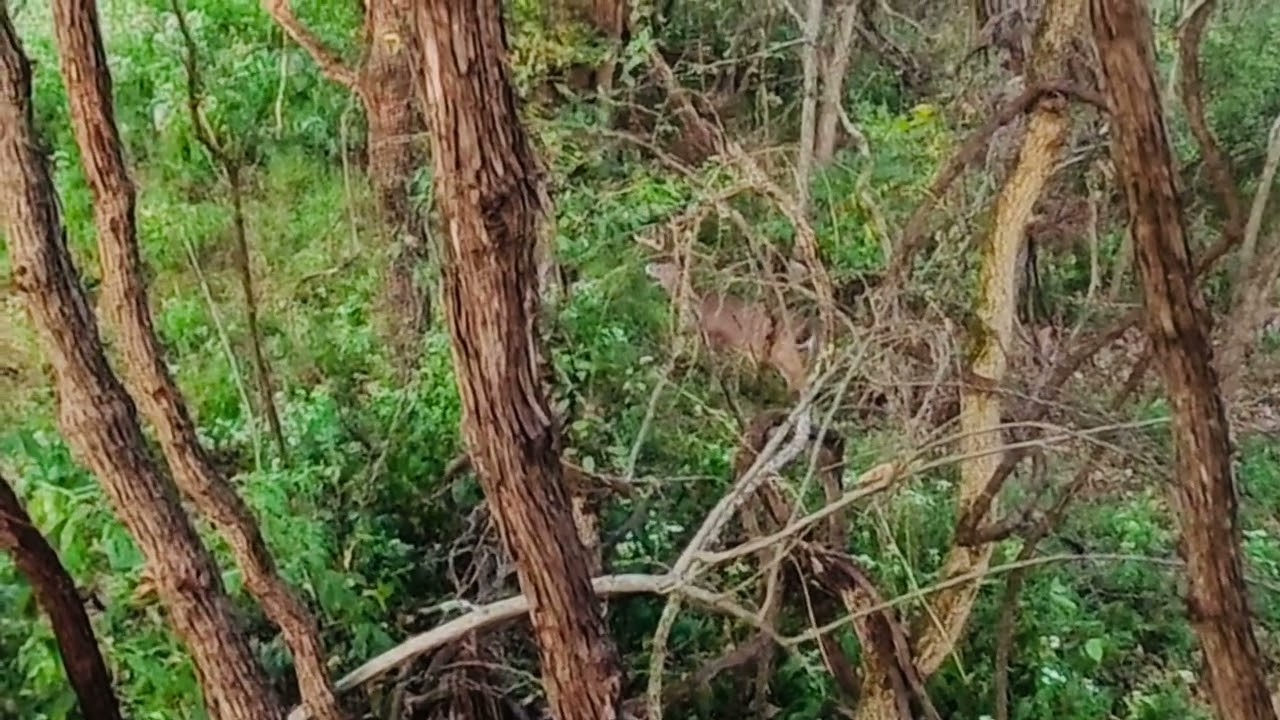 Traditional Recurve Bow Buck Deer with Insta 360 X5 Camera