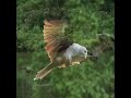 ชวนมาดูนกด้วยกัน #เหยี่ยวแดง #BrahminyKite #นกในธรรมชาติ #birdinnature #birdwatching