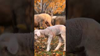 Baby Lamb Surrounded by Friends 🐑😍