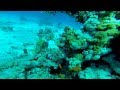 Тест видео GoPro Hero 3+ Дайвинг, Красное море, Египет. Тест подводной съемки.Veryvery.ru