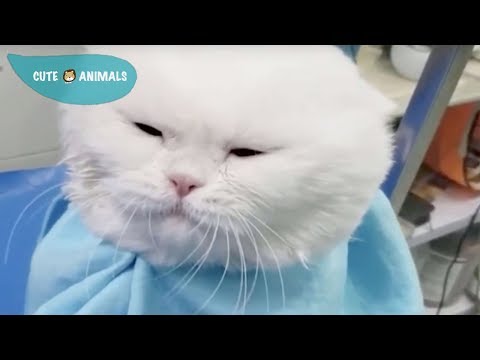 Tik Tok Cat, Dog, Animals: Funny Cute Pets Compilation #14