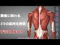 腰痛に関係する4つの筋肉を解説してみた