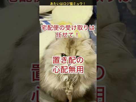 あたいはロジ猫ミュウ【第5話】留守番中に置き配された荷物の監視はあたいに任せて！#物流#物流業界 #トラックドライバー #トラック運送会社 #shorts - ロジバード プラス CH