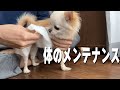 シャンプータオルで愛犬チワワの体を綺麗にしてみた結果