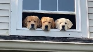 Nosey Dogs Peep Out Of Window In Home
