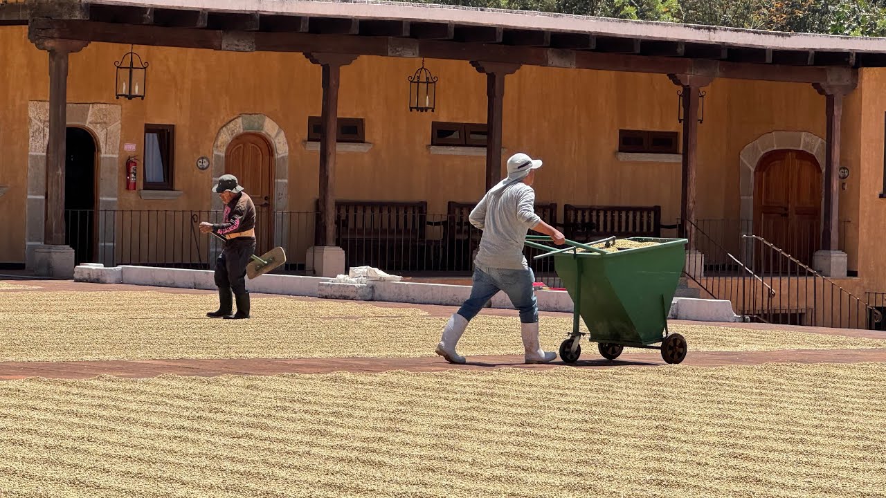 A great tour of the Coffee Plantation Finca Filadelfia, Antigua