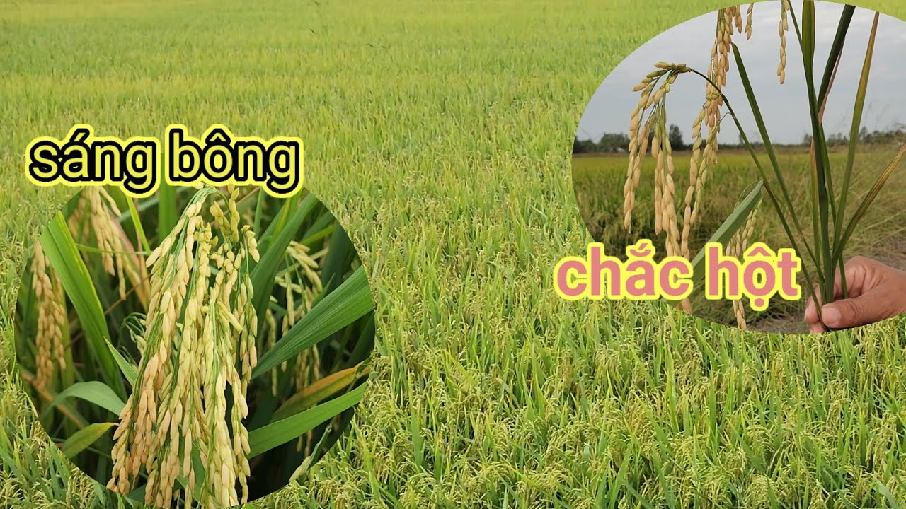 Đông xuân  2026- giống om 18/thời tiết nóng PHUN GÌ giúp lúa sáng bông CHẮC HỘT nặng kí