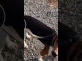 Dog Training in Charlottesville, VA with Ridgeside K9 Charlottesville