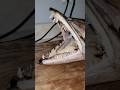 #foryoupage #fyp #fypシ #explore #explorepage #taxidermy #skull #barracuda #fish #fishskull