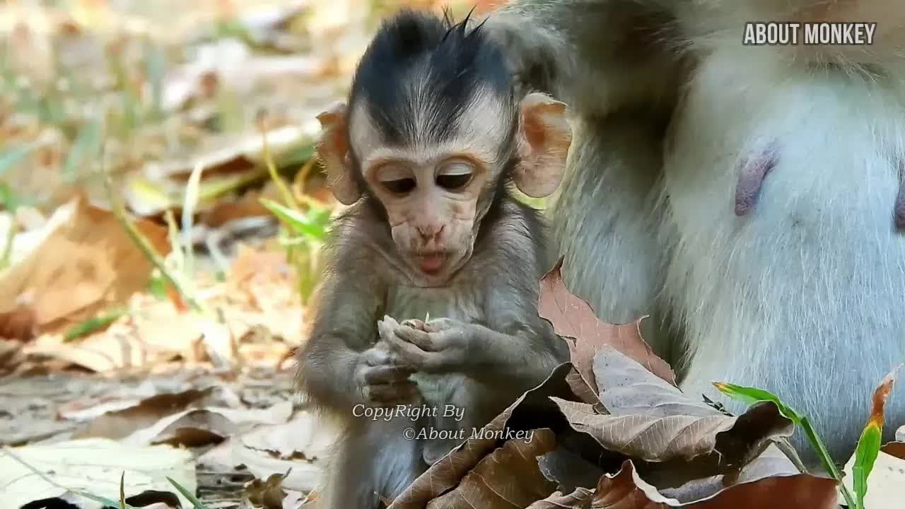Oh  Poor Baby Monkey Dito is Hungry & Request His Mom Monkey Daisy to Eat, Dito is Brave Baby Monkey