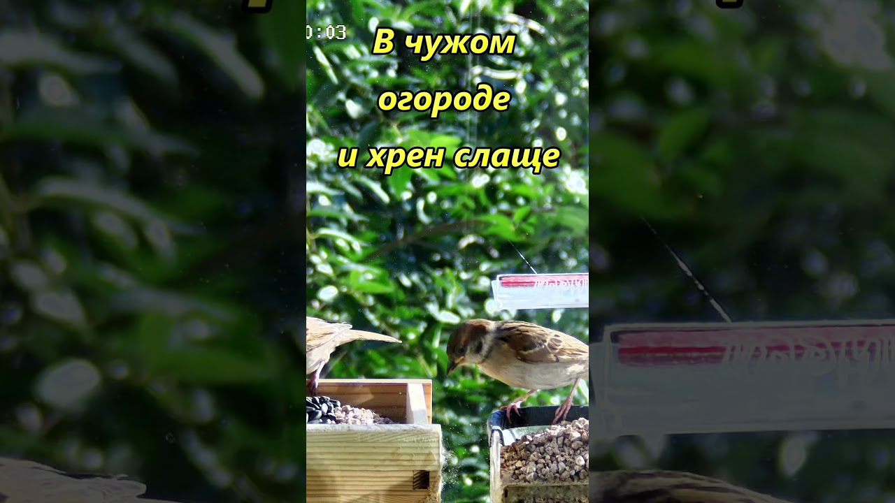 В чужом огороде и хрен слаще  